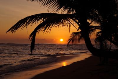 Picutre of a palm tree on a beach during sunset hours